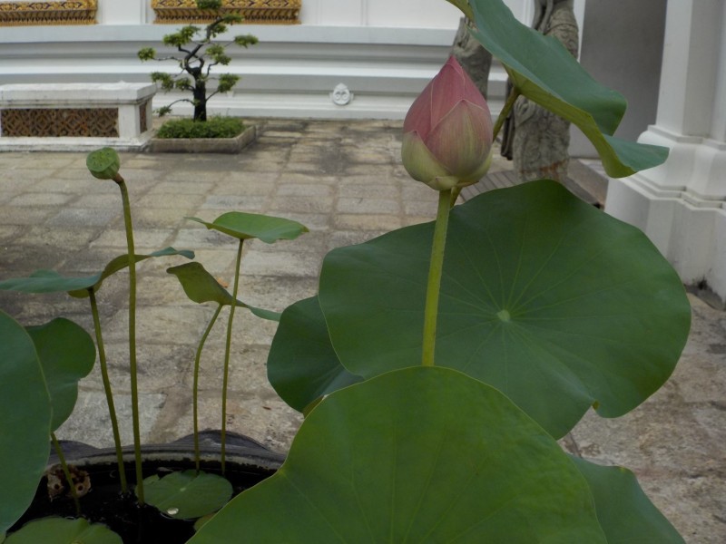 Thailand / Koh Samui 2017