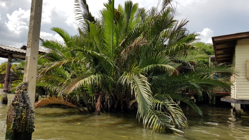 Thailand / Koh Samui 2017