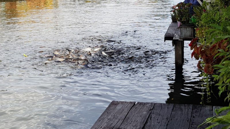 Thailand / Koh Samui 2017