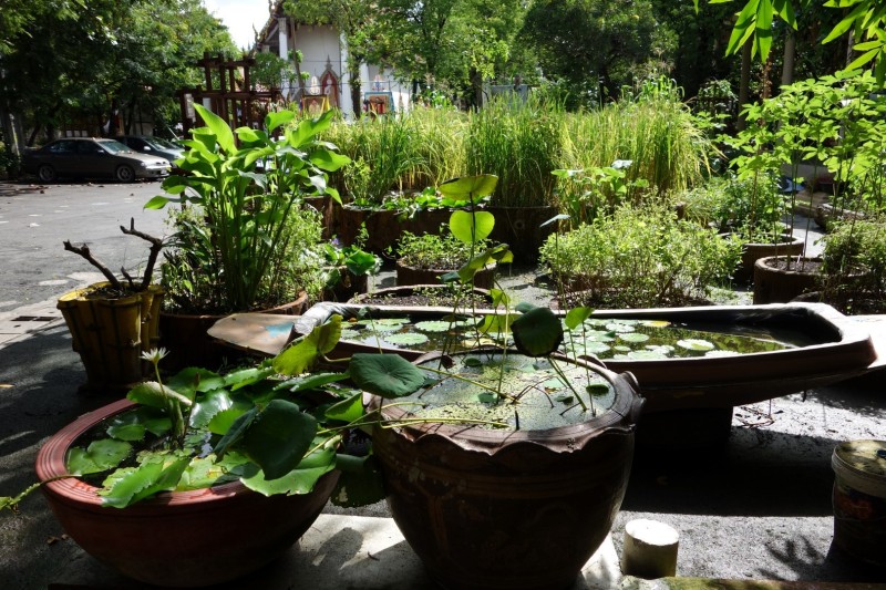 Thailand / Koh Samui 2017