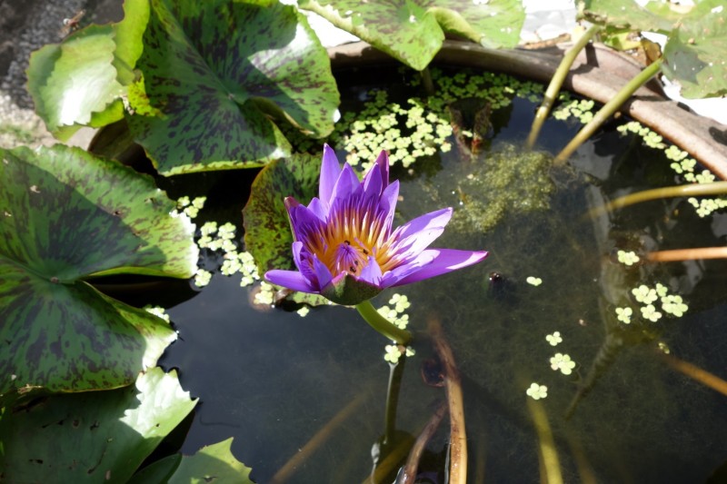 Thailand / Koh Samui 2017