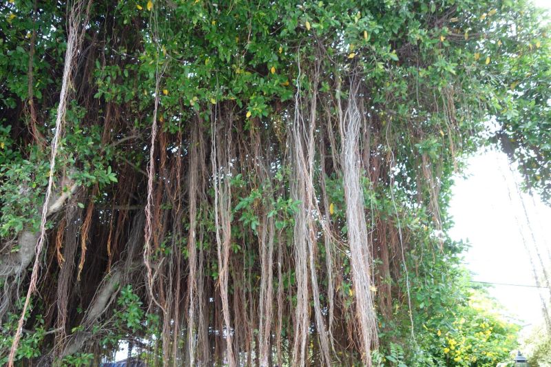 Urlaub Vietnam 2018 - Bangkok, Ayutthaya