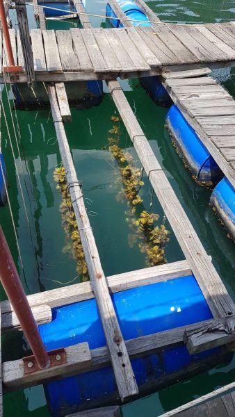 Urlaub Vietnam 2018 - Halong Bucht Kreuzfahrt