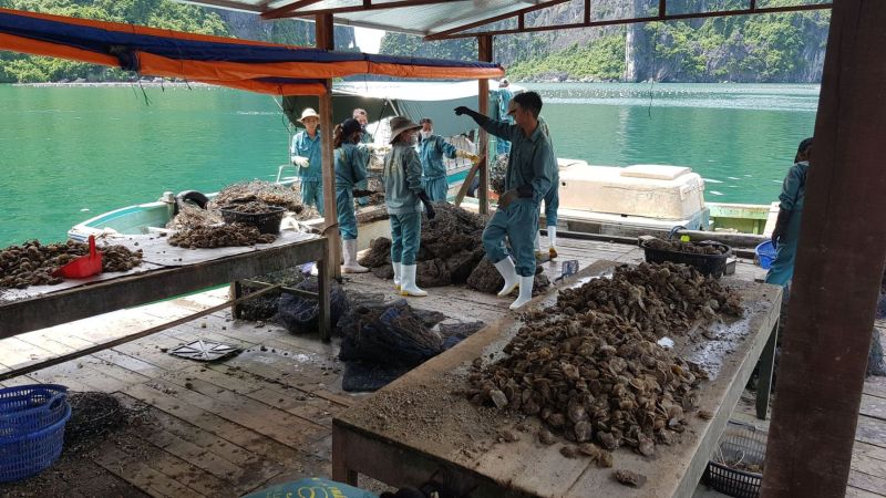 Urlaub Vietnam 2018 - Halong Bucht Kreuzfahrt