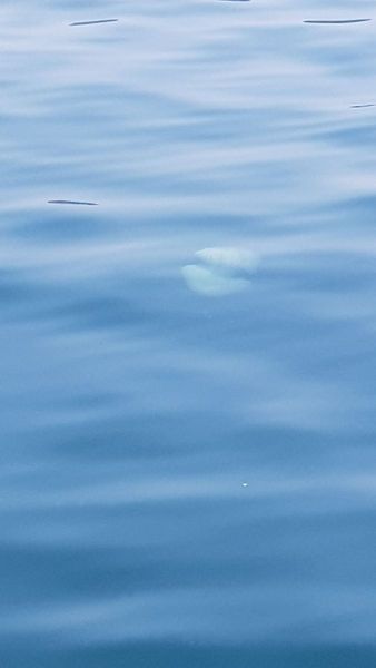 Urlaub Vietnam 2018 - Halong Bucht Kreuzfahrt