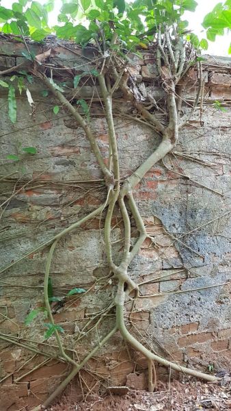 Urlaub Vietnam 2018 - Nun Nuoc Pagode