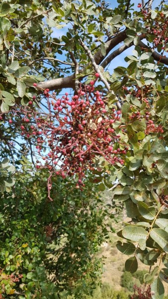 Griechenland 2019 - Mykene