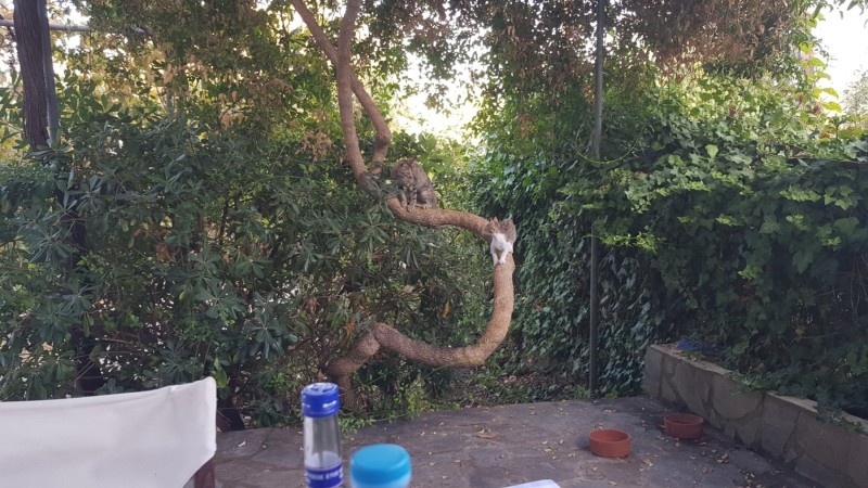 Griechenland 2019 - Koroni