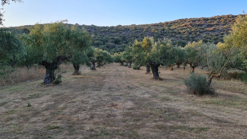 Griechenland 2019 - Koroni