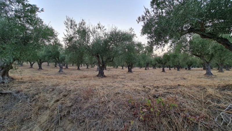 Griechenland 2019 - Koroni