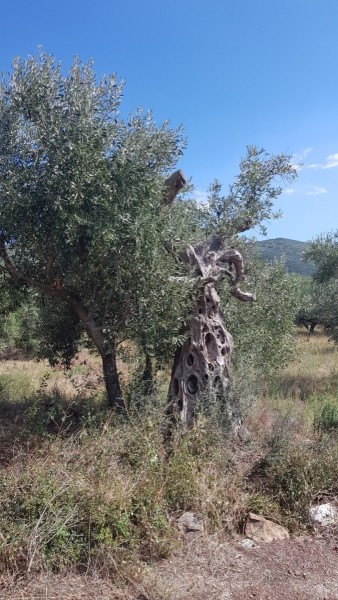 Griechenland 2019 - Messene