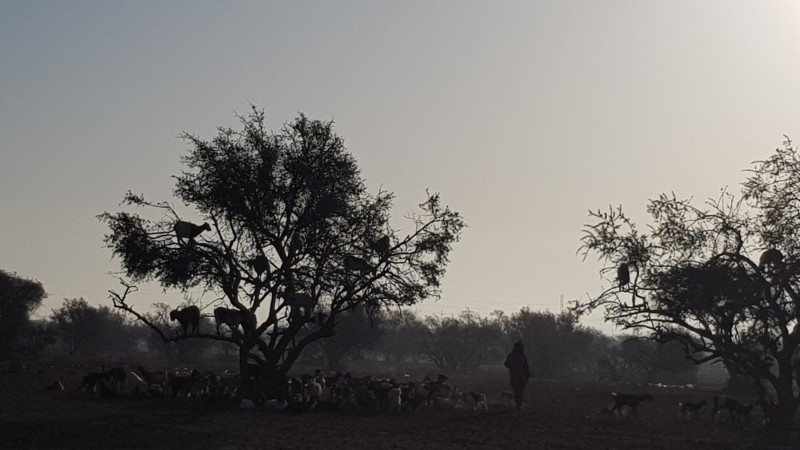 Taroudannt (Marokko)