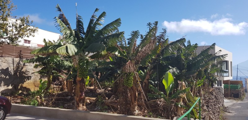 Kanaren-Kreuzfahrt Tag 6 - La Gomera