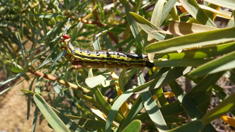 Kanaren-Kreuzfahrt Tag 6 - La Gomera