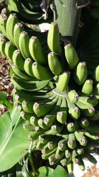 Kanaren-Kreuzfahrt Tag 6 - La Gomera