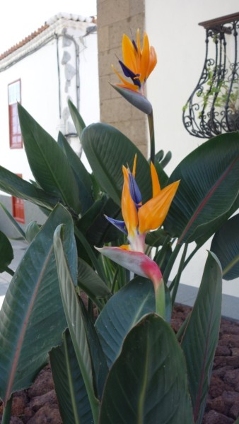 Kanaren-Kreuzfahrt Tag 6 - La Gomera