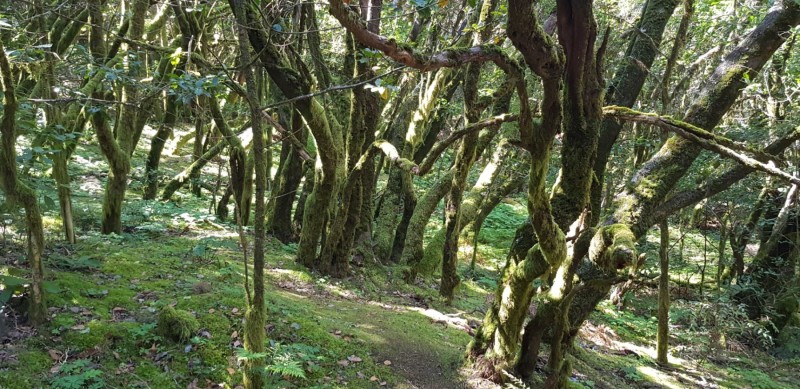 Kanaren-Kreuzfahrt Tag 6 - La Gomera