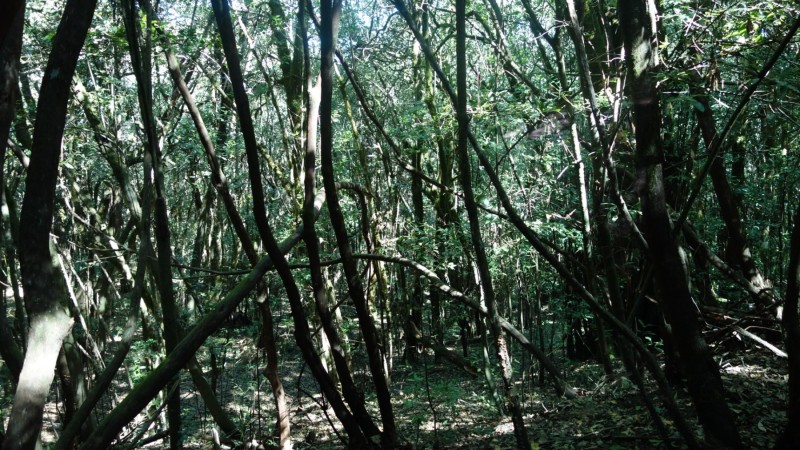 Kanaren-Kreuzfahrt Tag 6 - La Gomera