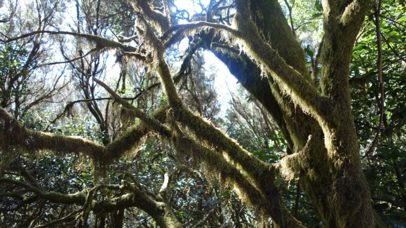 Kanaren-Kreuzfahrt Tag 6 - La Gomera