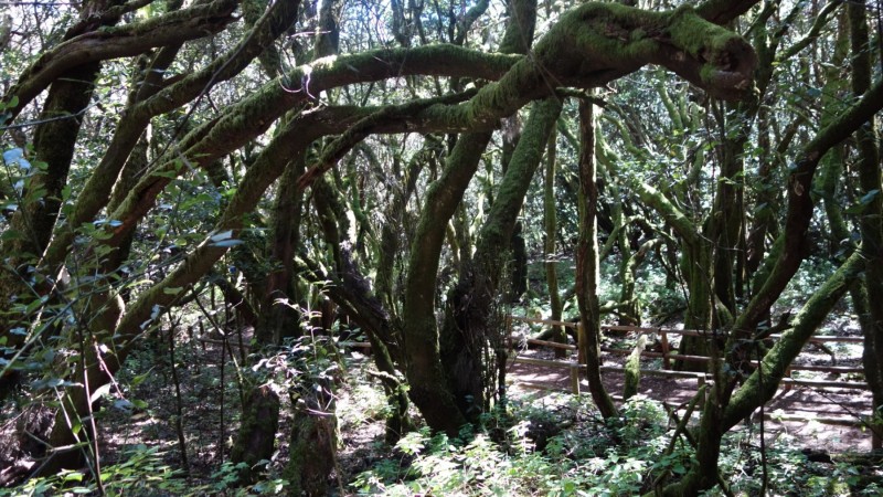 Kanaren-Kreuzfahrt Tag 6 - La Gomera