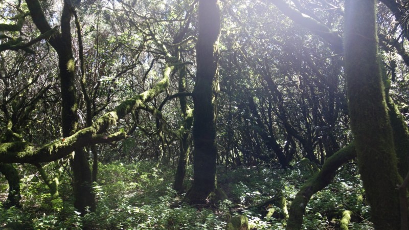 Kanaren-Kreuzfahrt Tag 6 - La Gomera