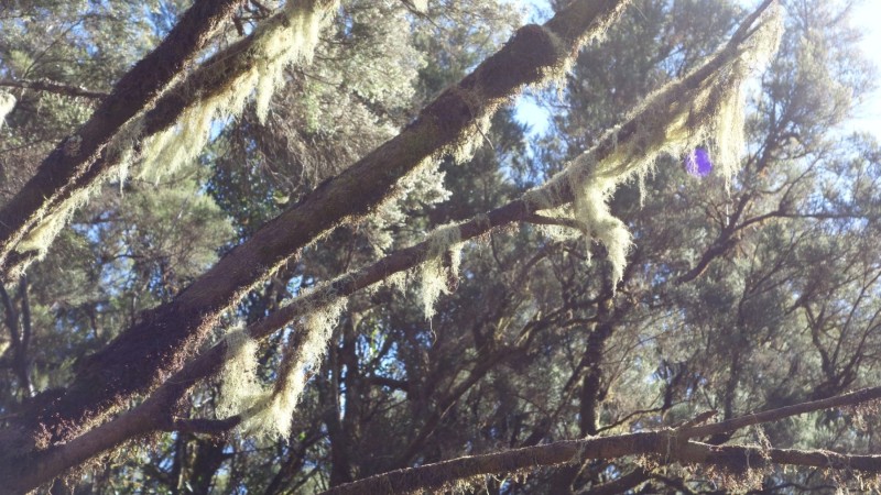 Kanaren-Kreuzfahrt Tag 6 - La Gomera