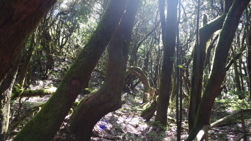 Kanaren-Kreuzfahrt Tag 6 - La Gomera