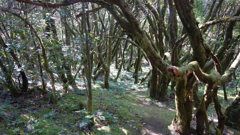 Kanaren-Kreuzfahrt Tag 6 - La Gomera