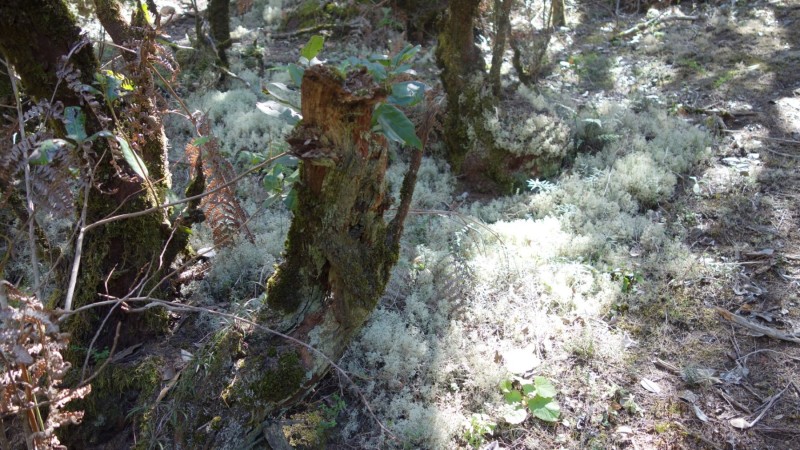 Kanaren-Kreuzfahrt Tag 6 - La Gomera