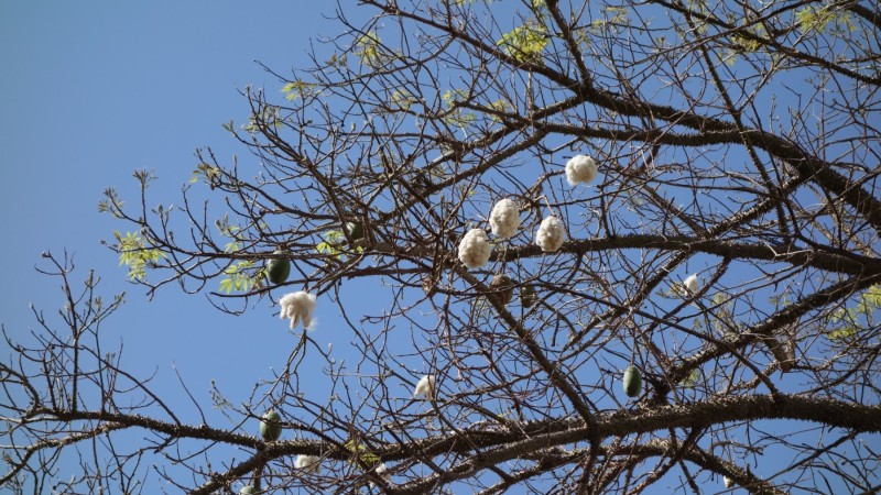 Kanaren-Kreuzfahrt Tag 6 - La Gomera