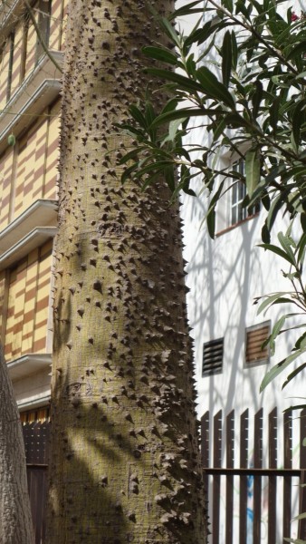 Kanaren-Kreuzfahrt Tag 6 - La Gomera