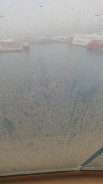 Kreuzfahrt Kanaren - nächster Tag, Wieder auf Teneriffa