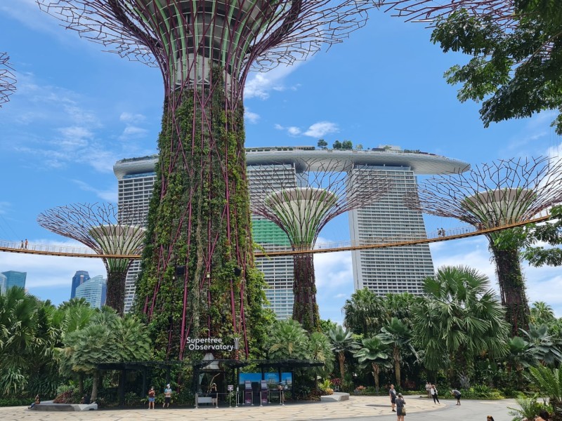 Koh Samui 2022 Sightseeing Singapur Supertrees und Marina Bay Sands