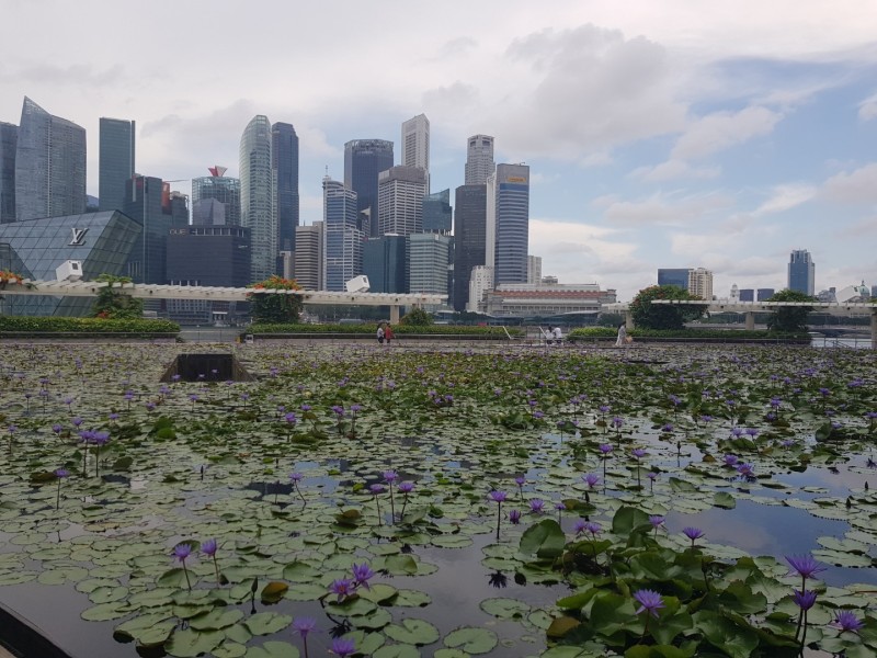Koh Samui 2022 Sightseeing Singapur Supertrees und Marina Bay Sands
