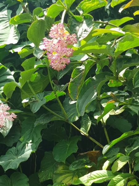 Koh Samui 2022 Sightseeing Singapur Gardens by the Bay