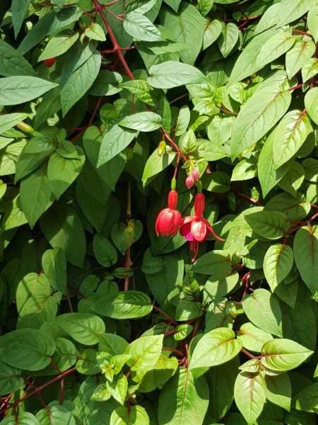 Koh Samui 2022 Sightseeing Singapur Gardens by the Bay