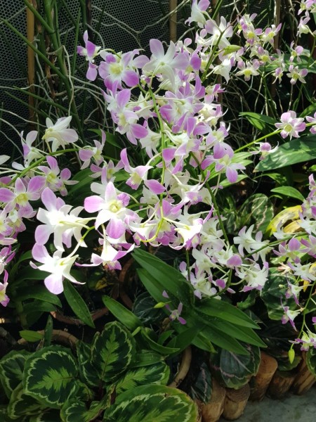 Koh Samui 2022 Sightseeing Singapur Gardens by the Bay