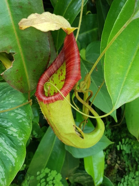 Koh Samui 2022 Sightseeing Singapur Gardens by the Bay