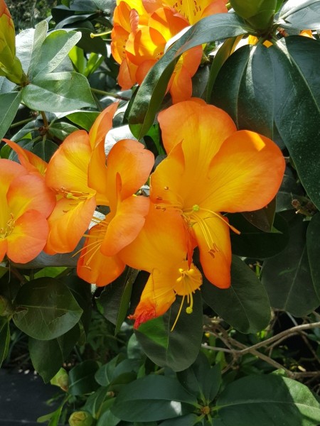 Koh Samui 2022 Sightseeing Singapur Gardens by the Bay