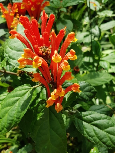 Koh Samui 2022 Sightseeing Singapur Gardens by the Bay