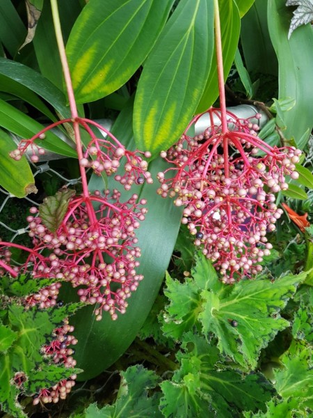 Koh Samui 2022 Sightseeing Singapur Gardens by the Bay