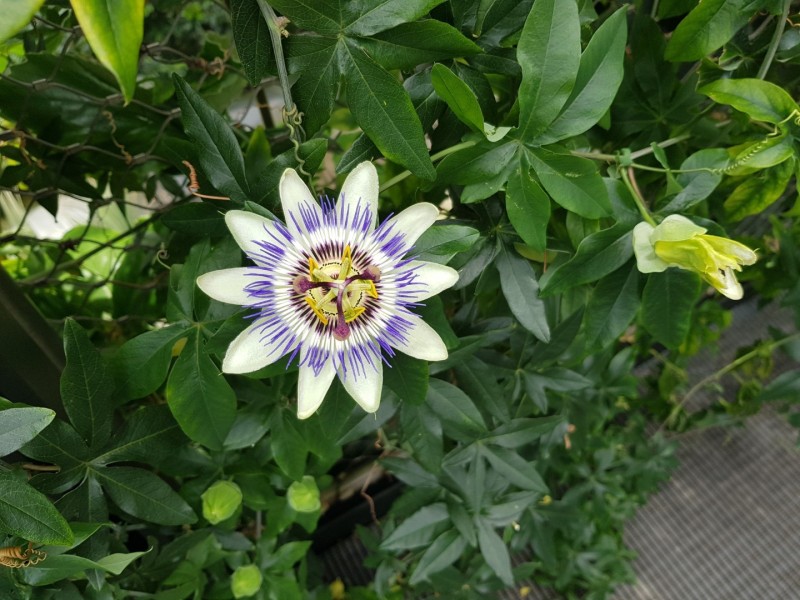 Koh Samui 2022 Sightseeing Singapur Gardens by the Bay