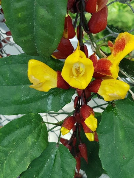 Koh Samui 2022 Sightseeing Singapur Gardens by the Bay