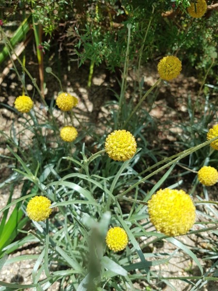 Koh Samui 2022 Sightseeing Singapur Gardens by the Bay