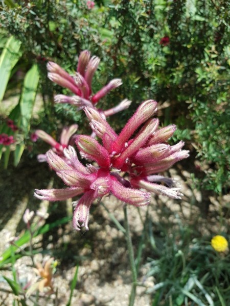 Koh Samui 2022 Sightseeing Singapur Gardens by the Bay