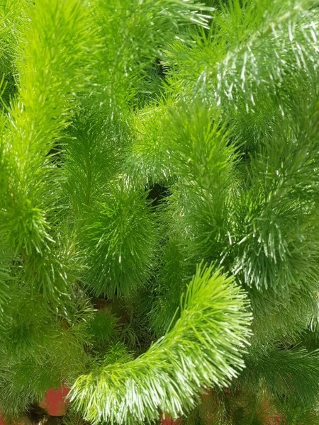 Koh Samui 2022 Sightseeing Singapur Gardens by the Bay