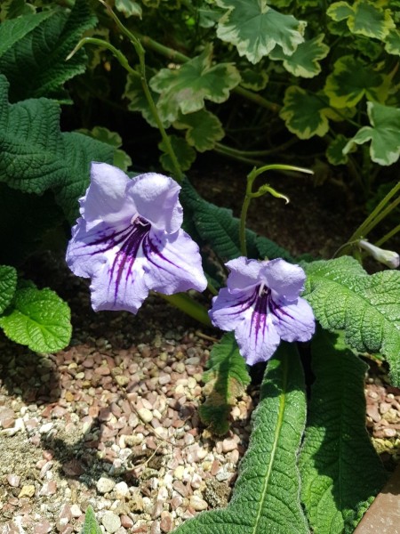 Koh Samui 2022 Sightseeing Singapur Gardens by the Bay