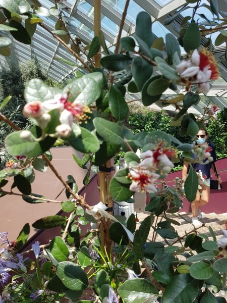 Koh Samui 2022 Sightseeing Singapur Gardens by the Bay