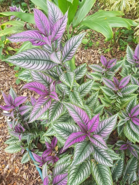 Koh Samui 2022 Sightseeing Singapur Botanischer Garten