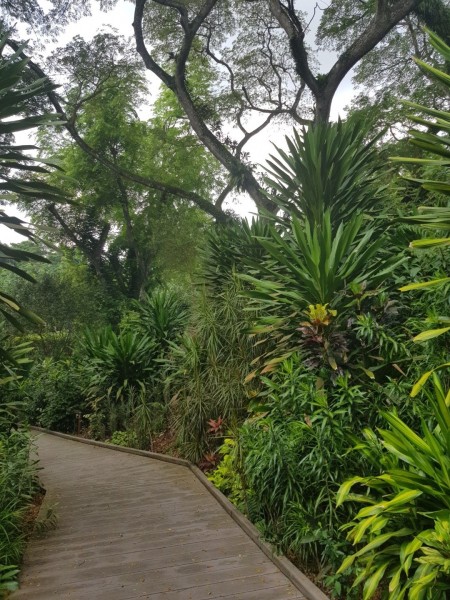 Koh Samui 2022 Sightseeing Singapur Botanischer Garten